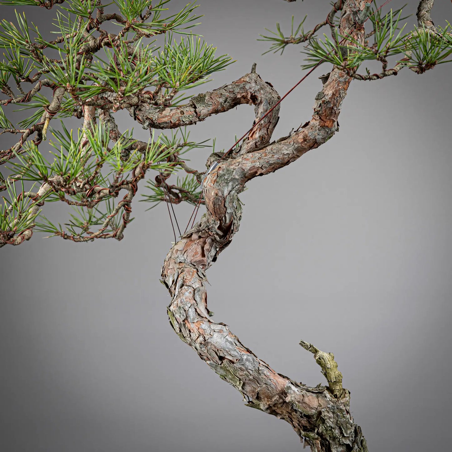 Detalle de tronco y corteza de pinus sylvestris