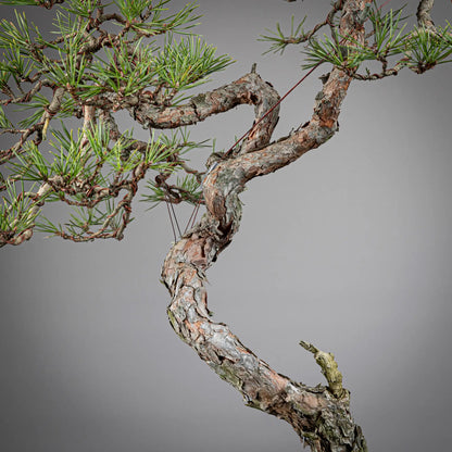 Detalle de tronco y corteza de pinus sylvestris