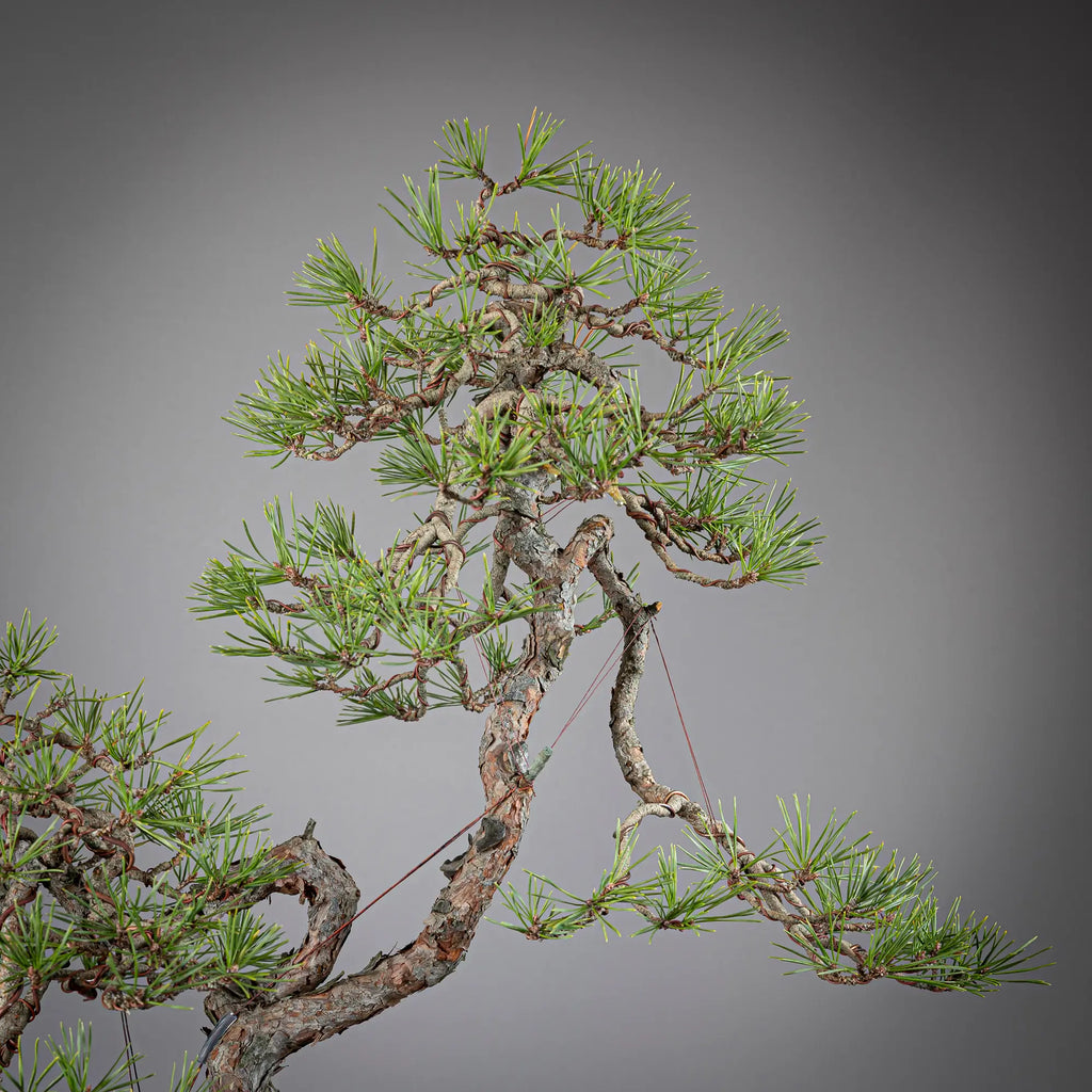 Detalle de copa de pinus sylvestris