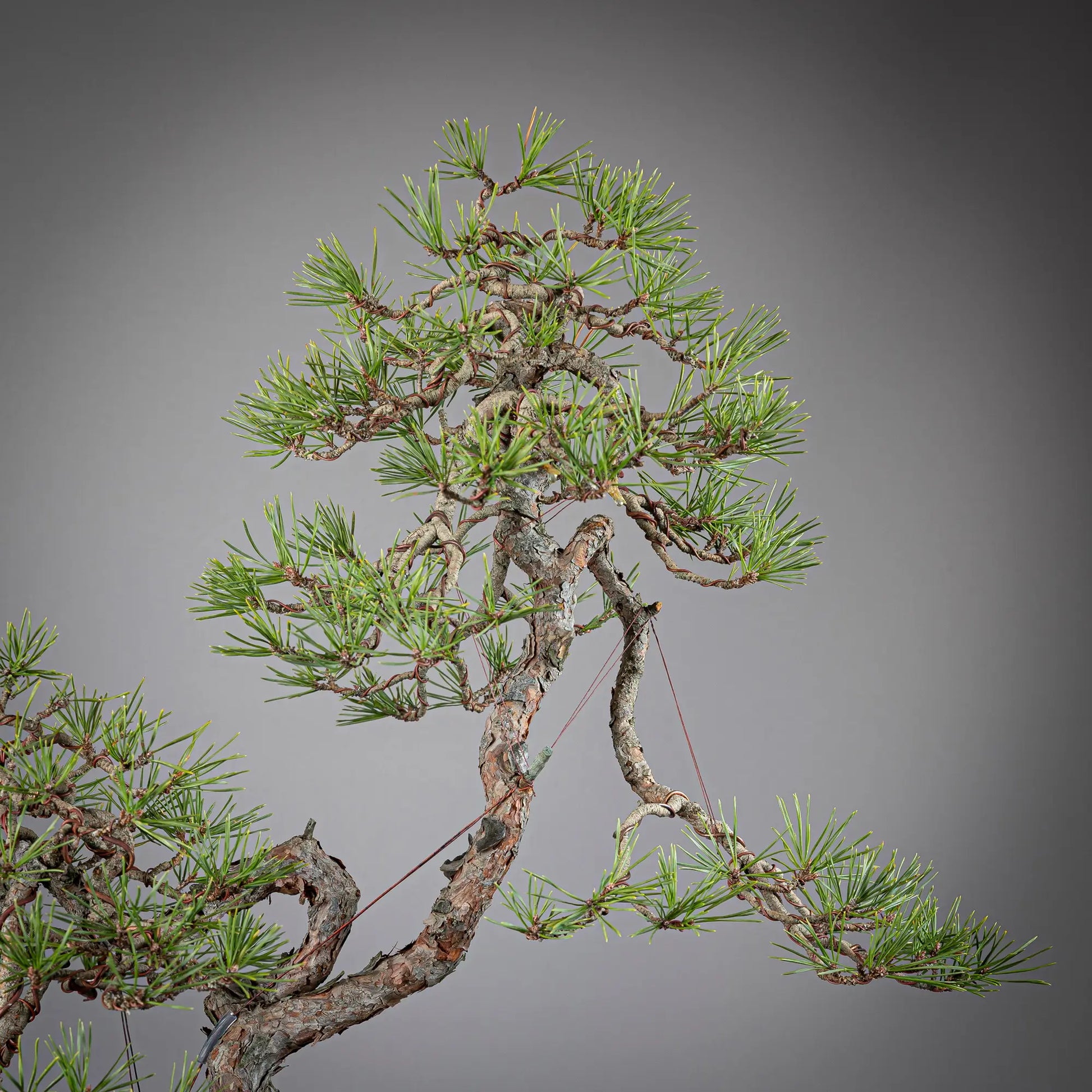 Detalle de copa de pinus sylvestris