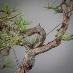 Detalle de tronco de pinus sylvestris