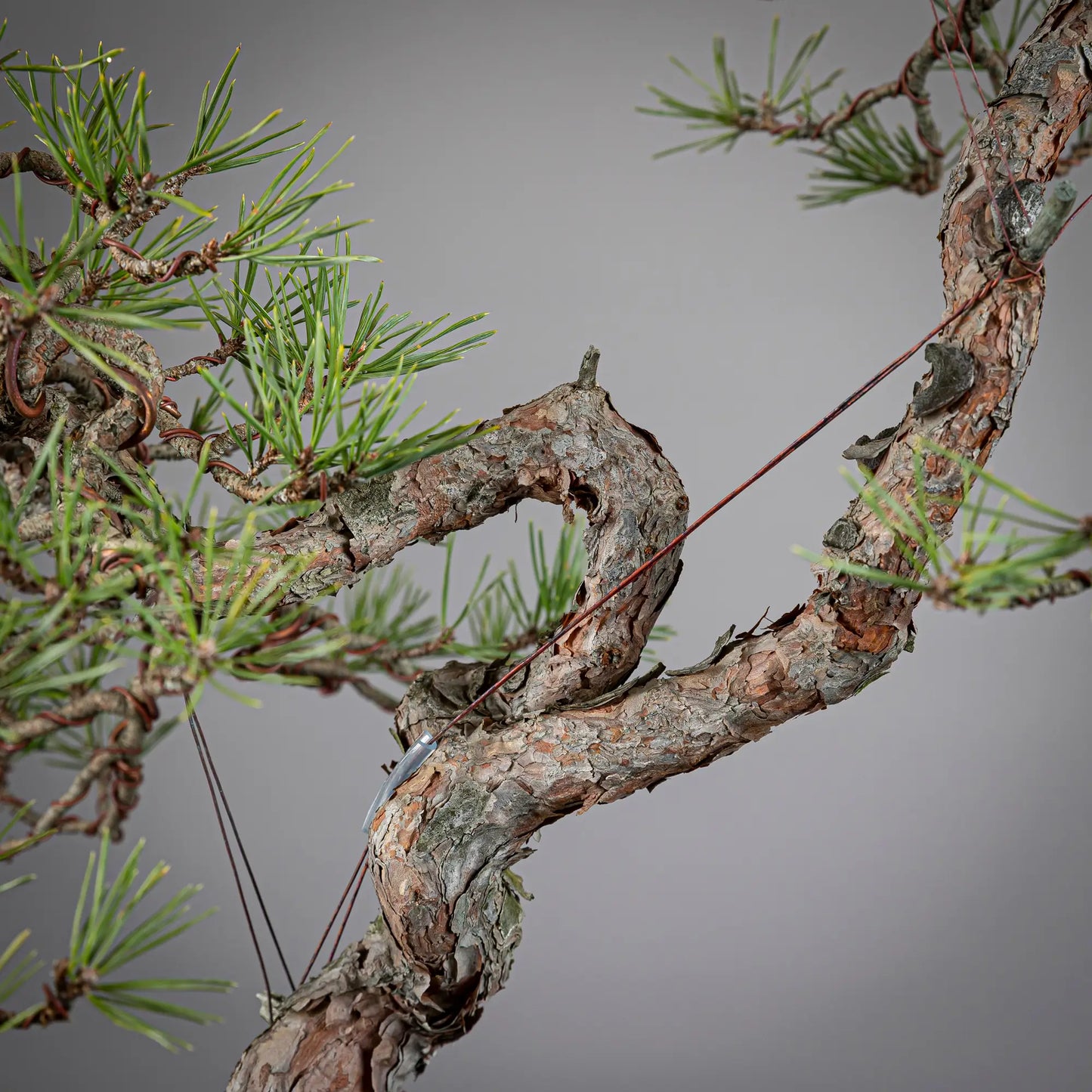 Detalle de tronco de pinus sylvestris