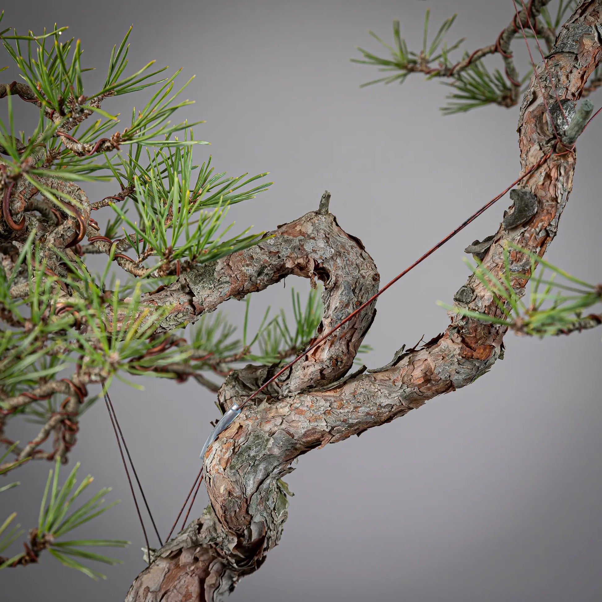 Detalle de tronco de pinus sylvestris