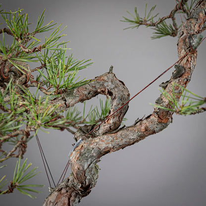 Detalle de tronco de pinus sylvestris