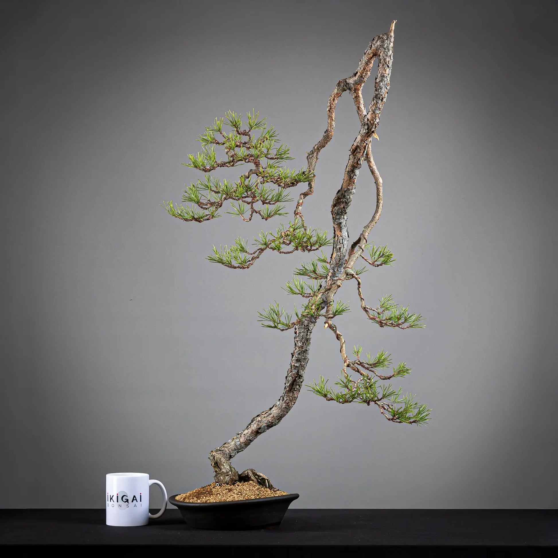 Comparativa de tamaño de bonsai yamadori de pinus sylvestris de tamaño dai con una taza de café de la tienda ikigai bonsai