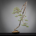 Frente de bonsai yamadori de pinus sylvestris en estilo bunjin y tamño dai