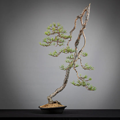 Frente de bonsai yamadori de pinus sylvestris en estilo bunjin y tamño dai