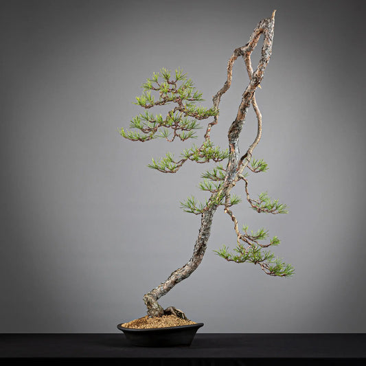 Frente de bonsai yamadori de pinus sylvestris en estilo bunjin y tamño dai