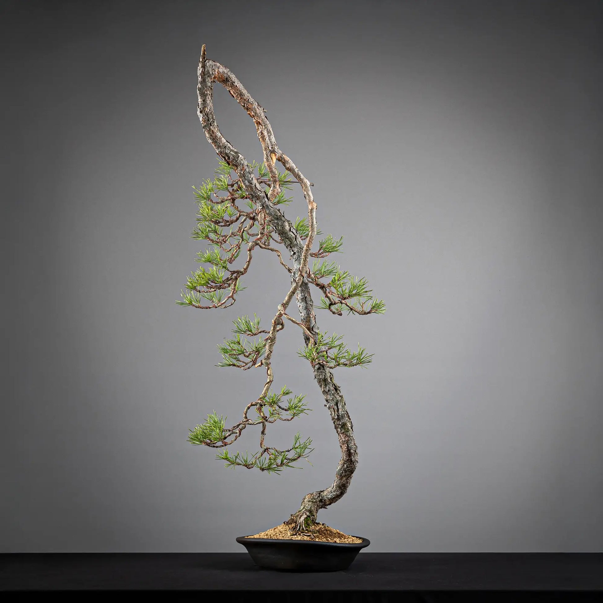 Cara derecha de bonsai yamadori de pinus sylvestris