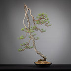 Cara trasera de bonsai yamadori de pinus sylvestris