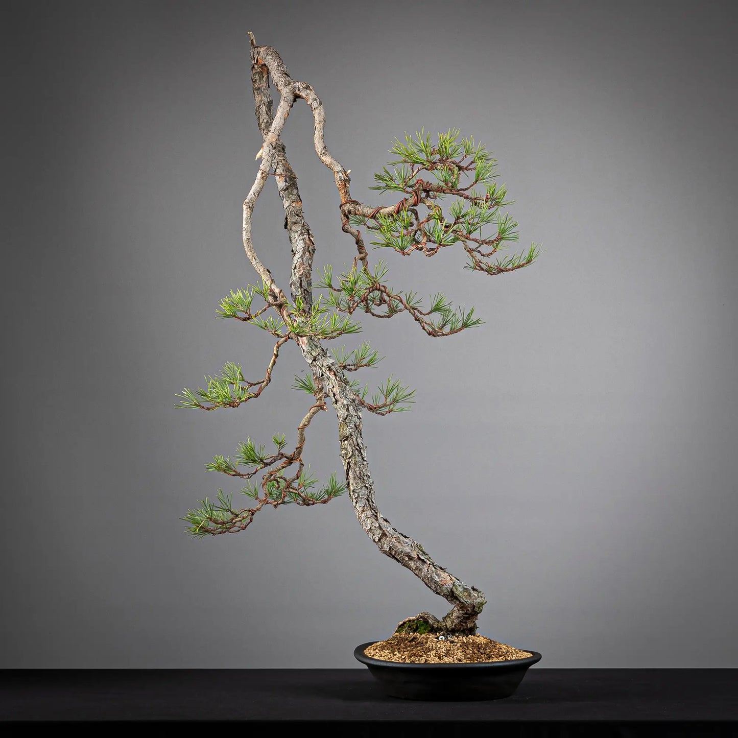 Cara trasera de bonsai yamadori de pinus sylvestris