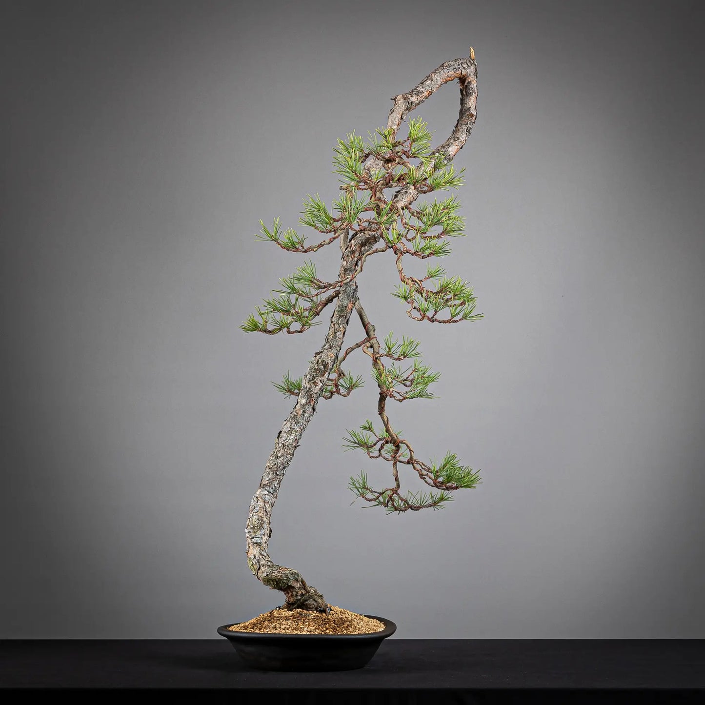Cara izquierda de bonsai yamadori de pinus sylvestris