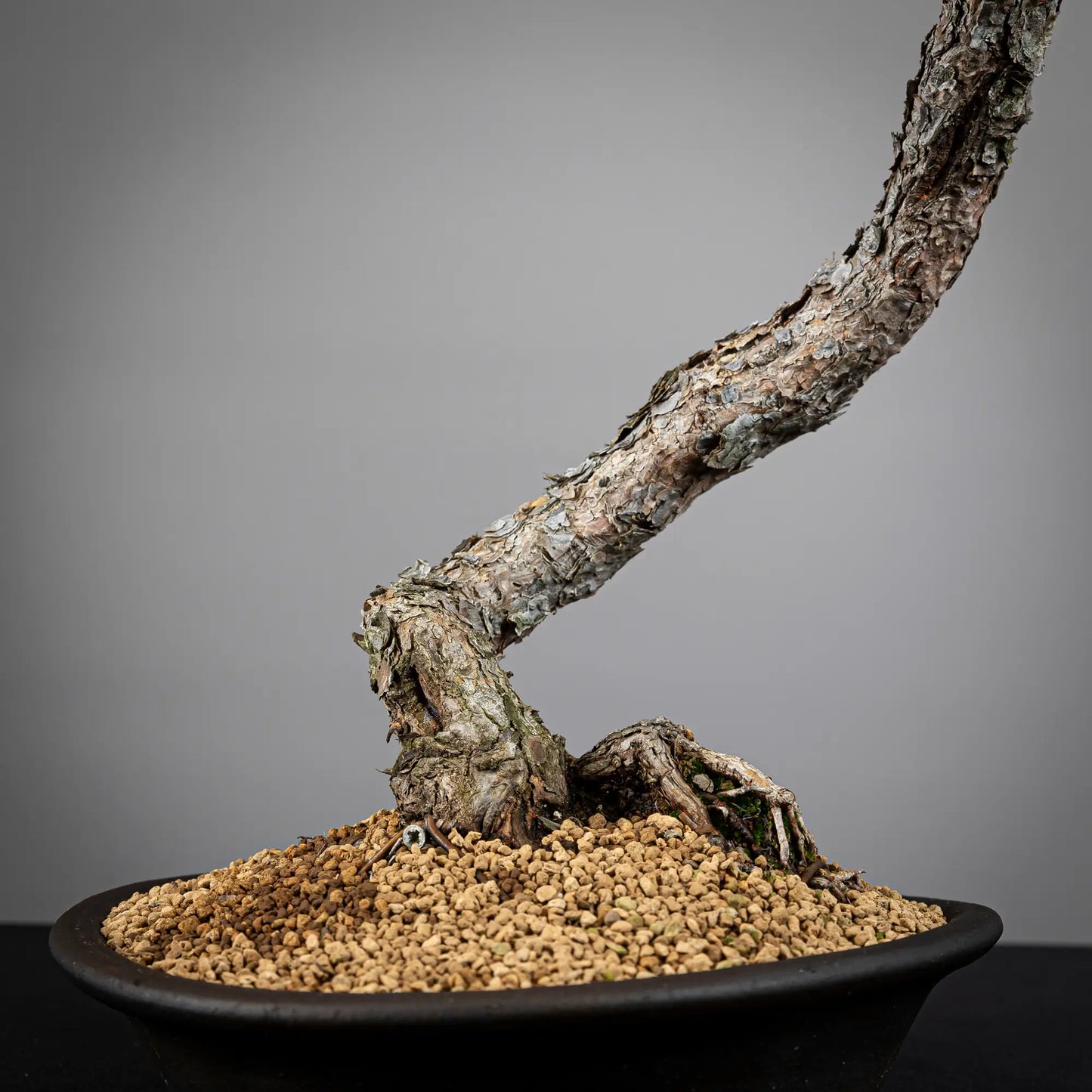 Detalle de nebari de bonsai yamadori de pinus sylvestris