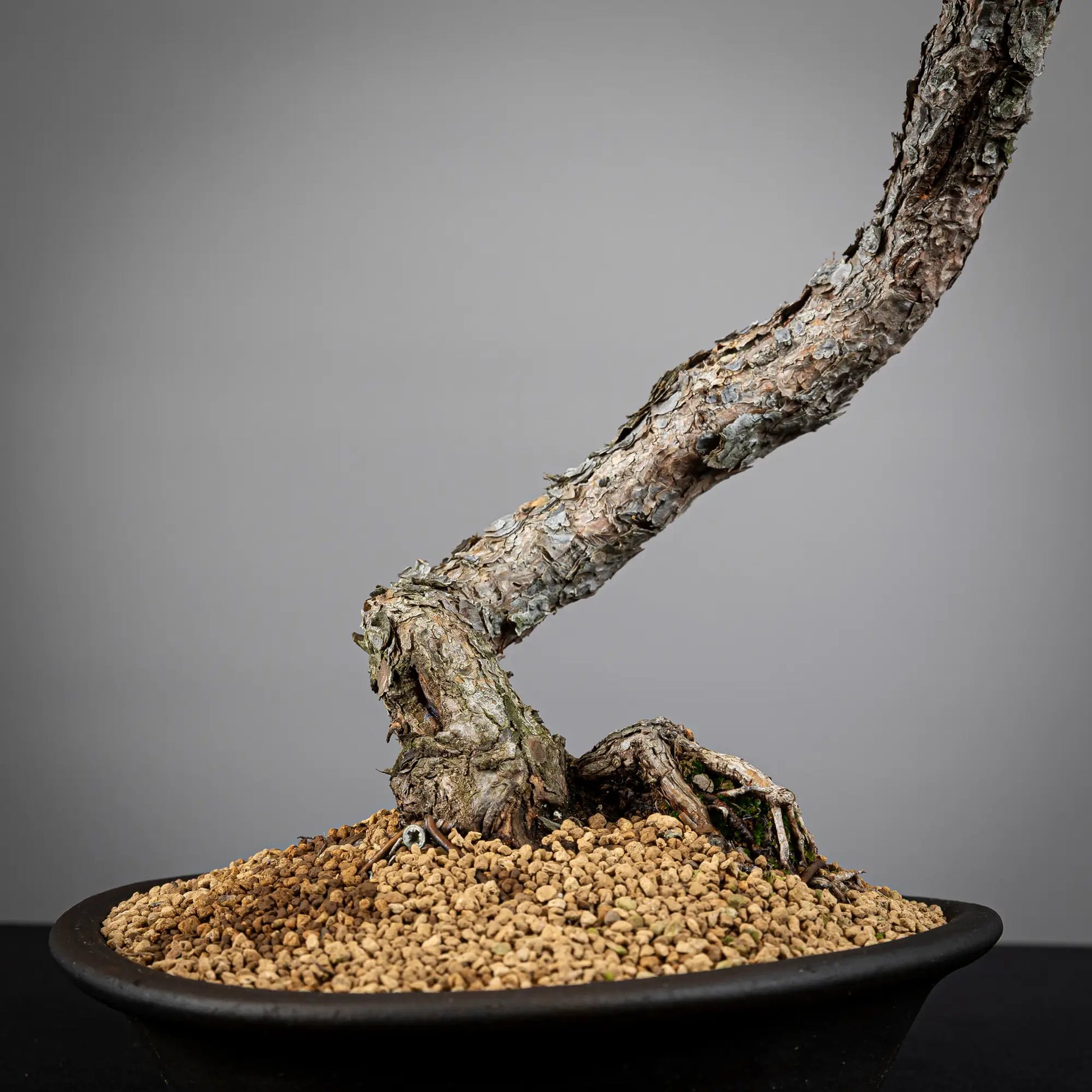 Detalle de nebari de bonsai yamadori de pinus sylvestris