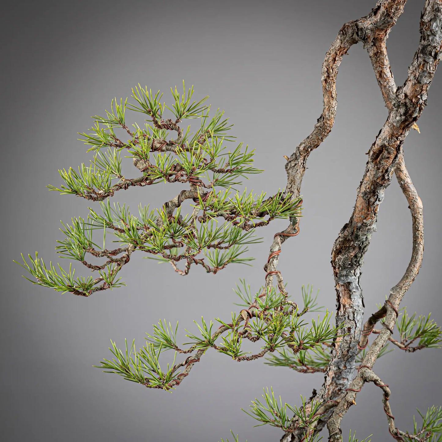 Detalle de bonsai yamadori de pinus sylvestris
