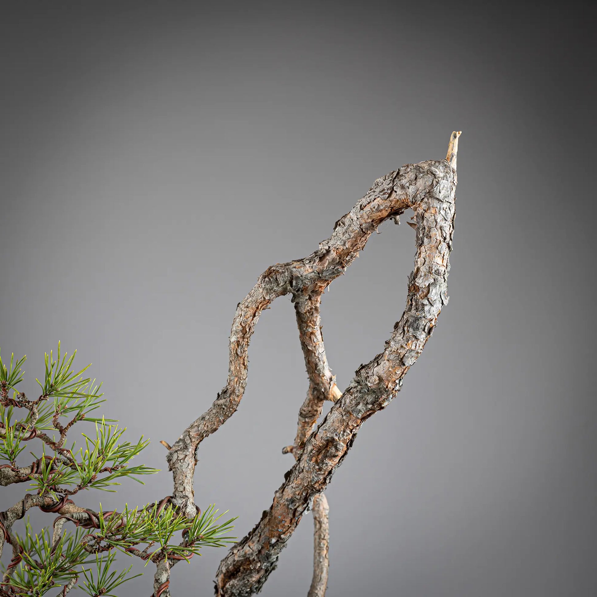 Detalle de codo de bonsai yamadori de pinus sylvestris