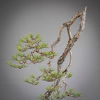 Detalle de copa de bonsai yamadori de pinus sylvestris