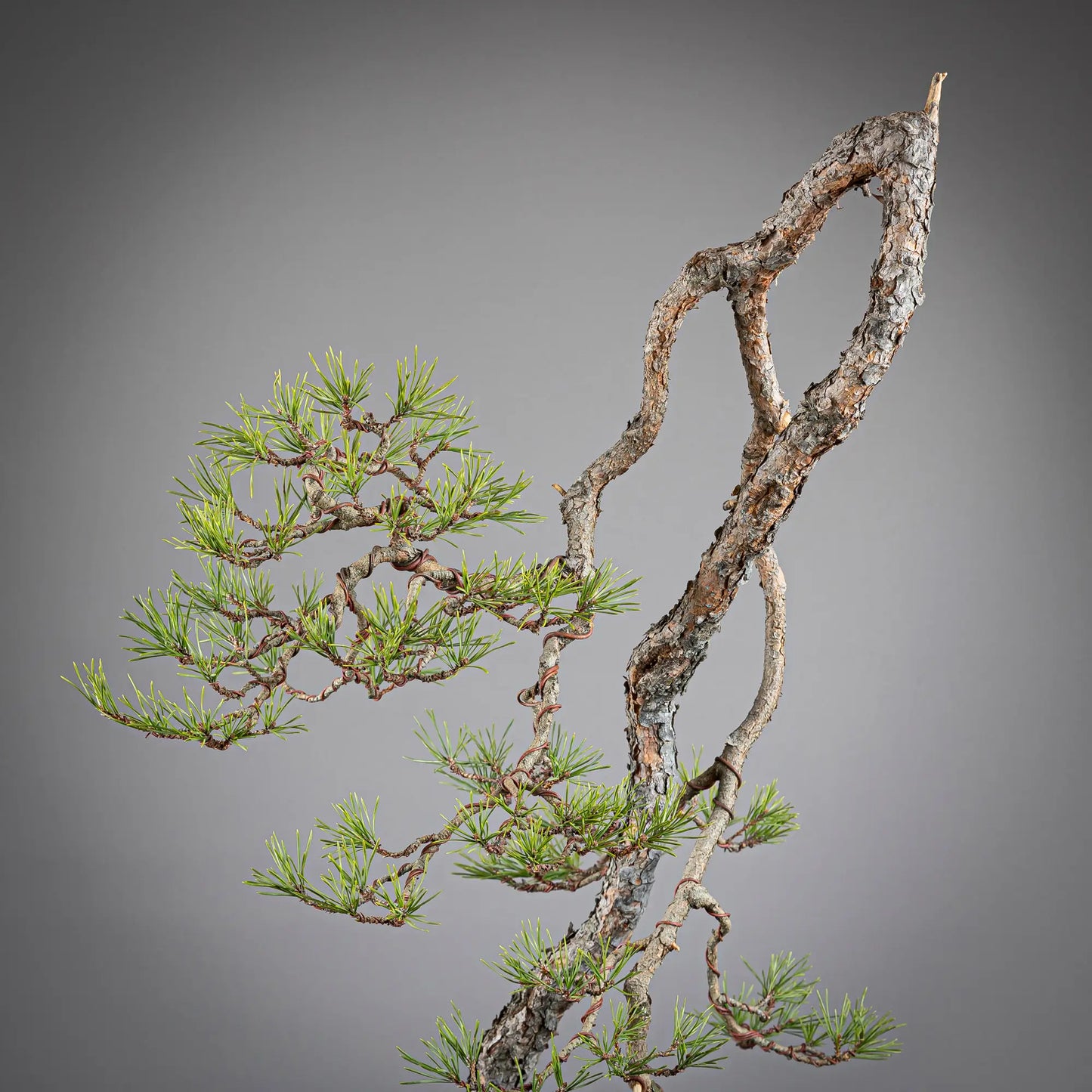 Detalle de copa de bonsai yamadori de pinus sylvestris