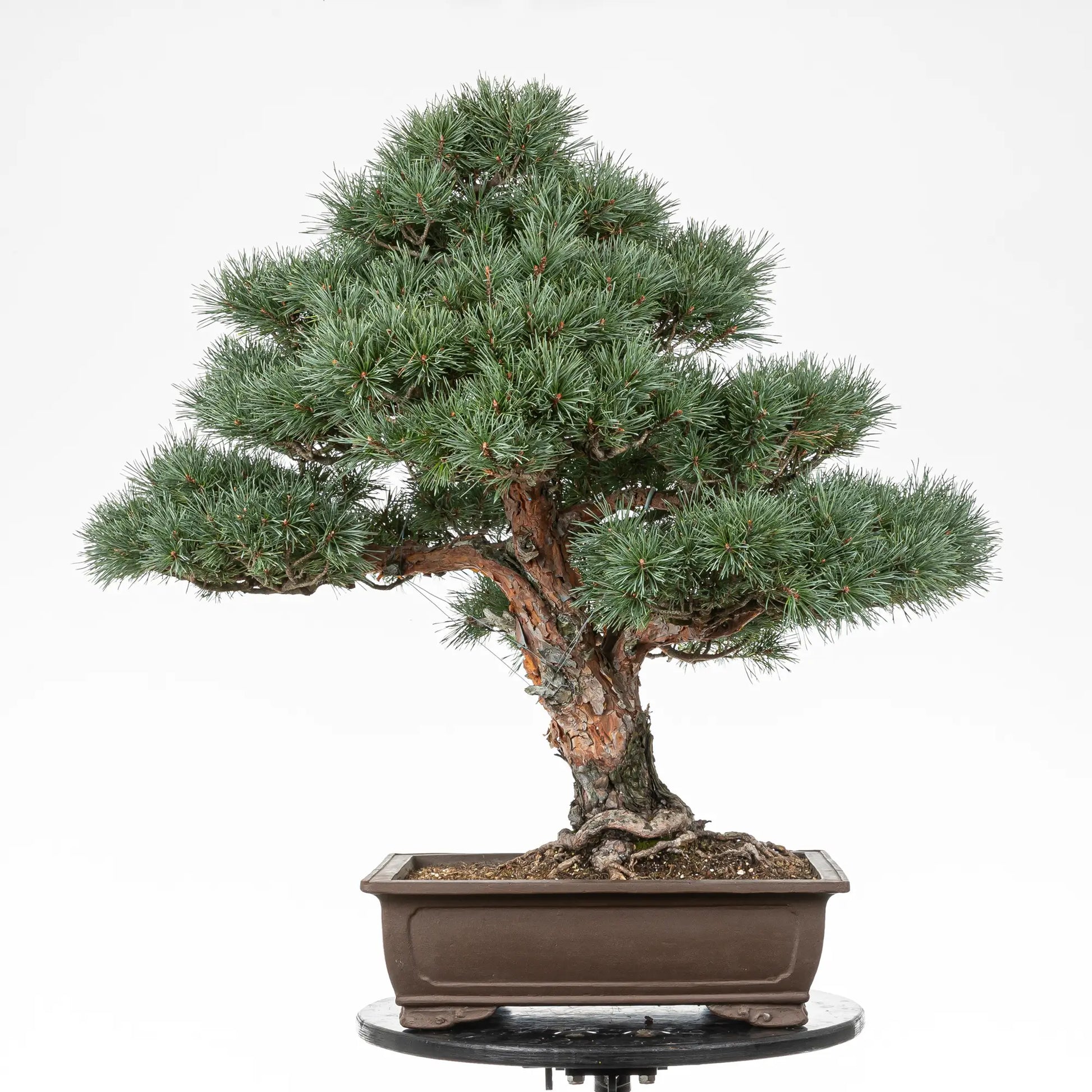 Bonsai de pino sylvestris watereri de estilo moyogi y tamaño dai