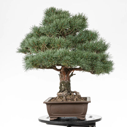 Cara derecha de bonsai de pino silvestre watereri