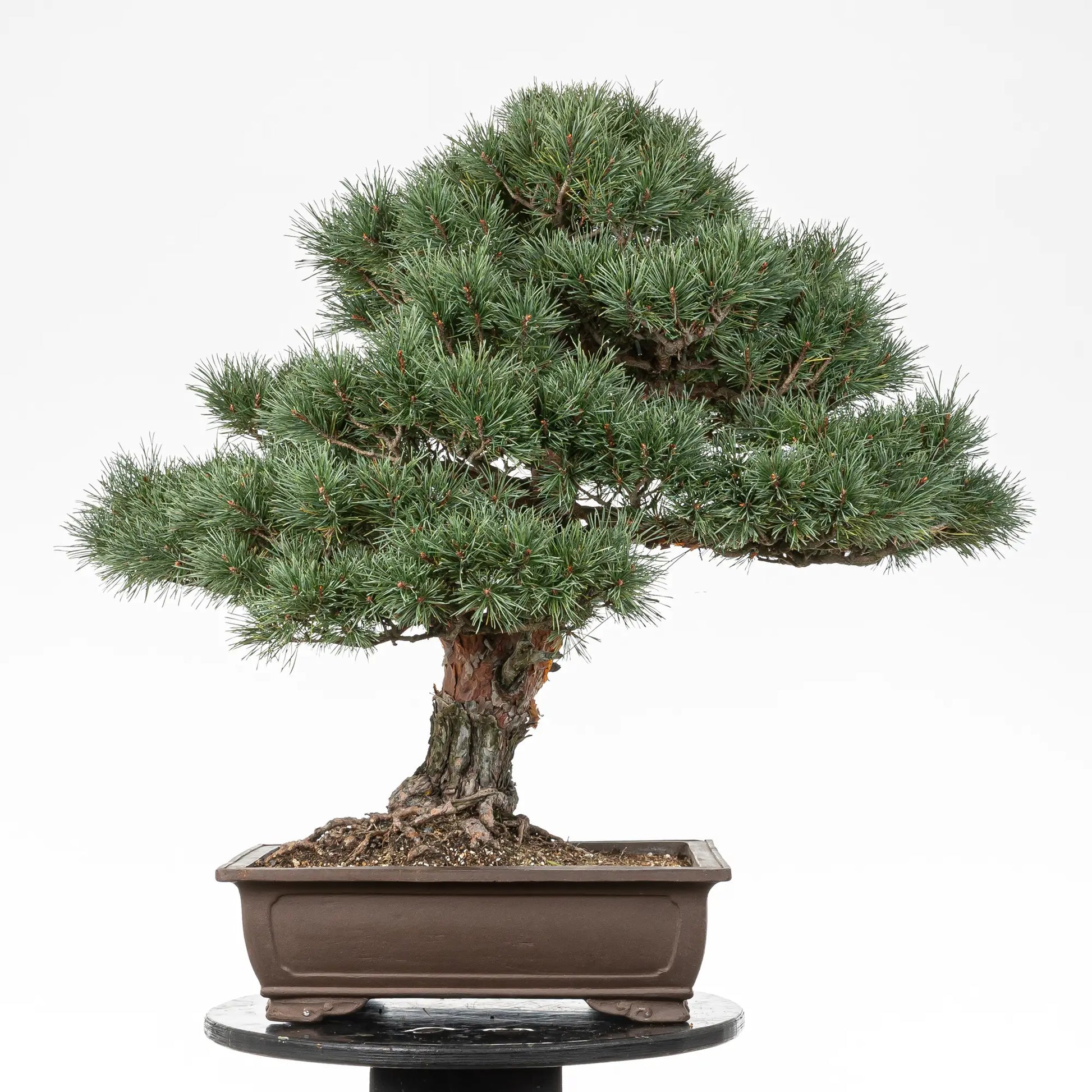 Cara trasera de bonsai de pino silvestris watereri