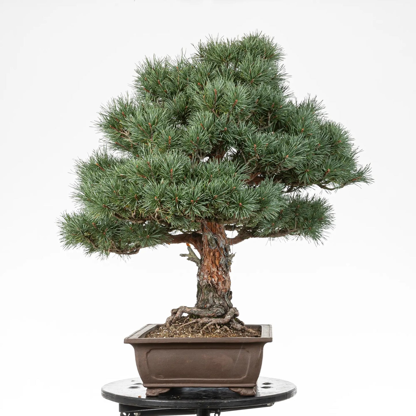Cara izquierda de bonsai de pino silvestris watereri