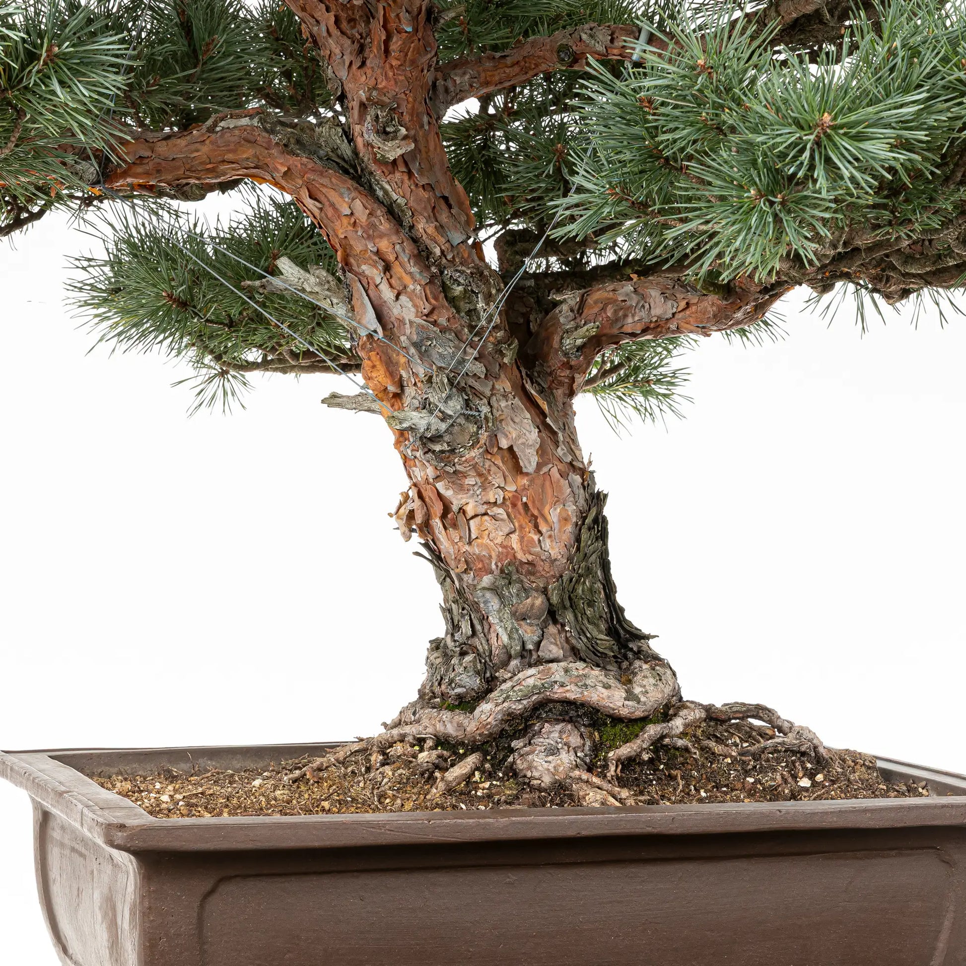 Detalle de tronco asalmonado de bonsai de pino silvestris watereri