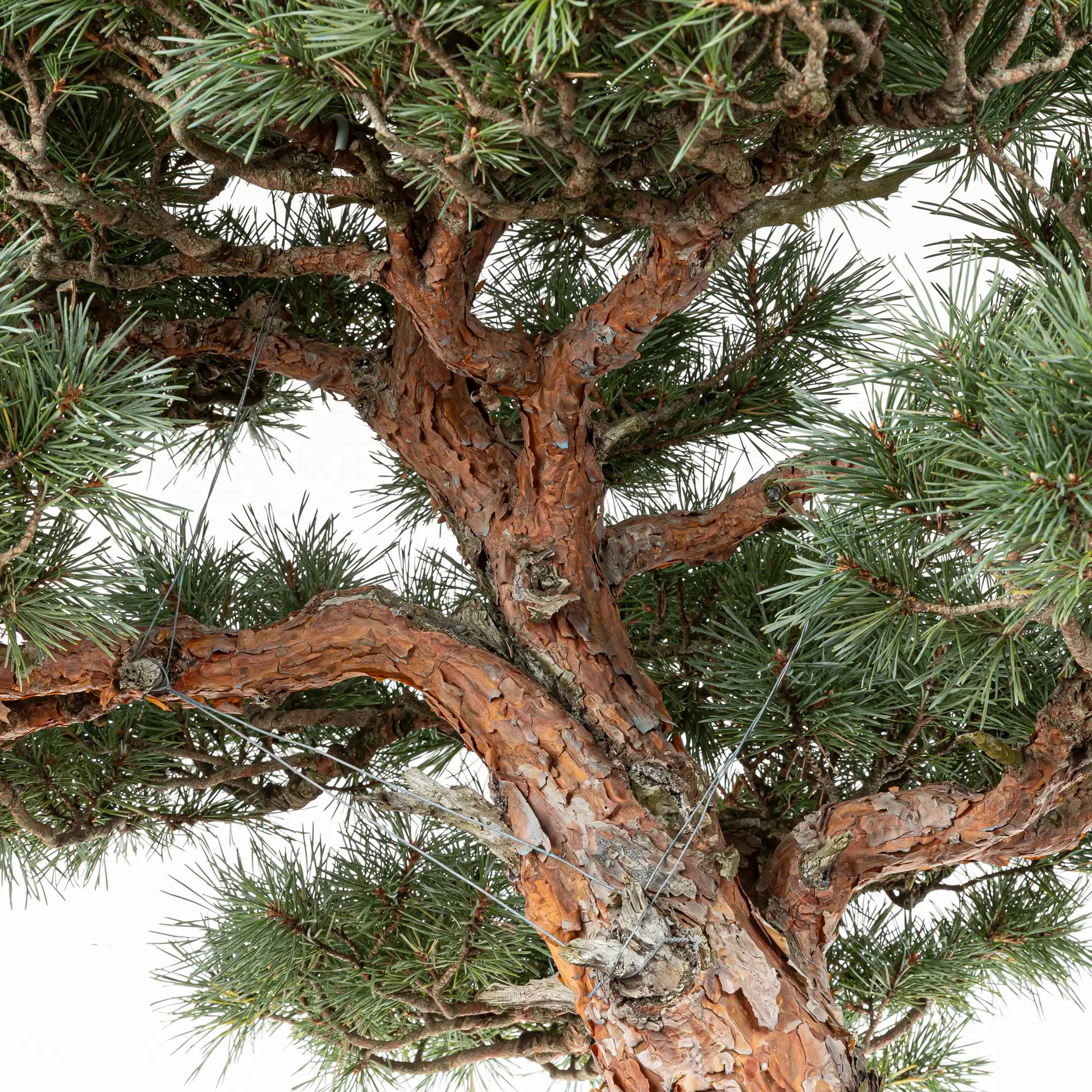 Detalle de ramas de bonsai watereri