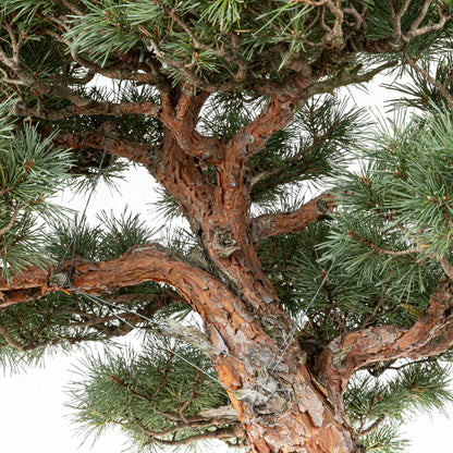 Detalle de ramas de bonsai watereri