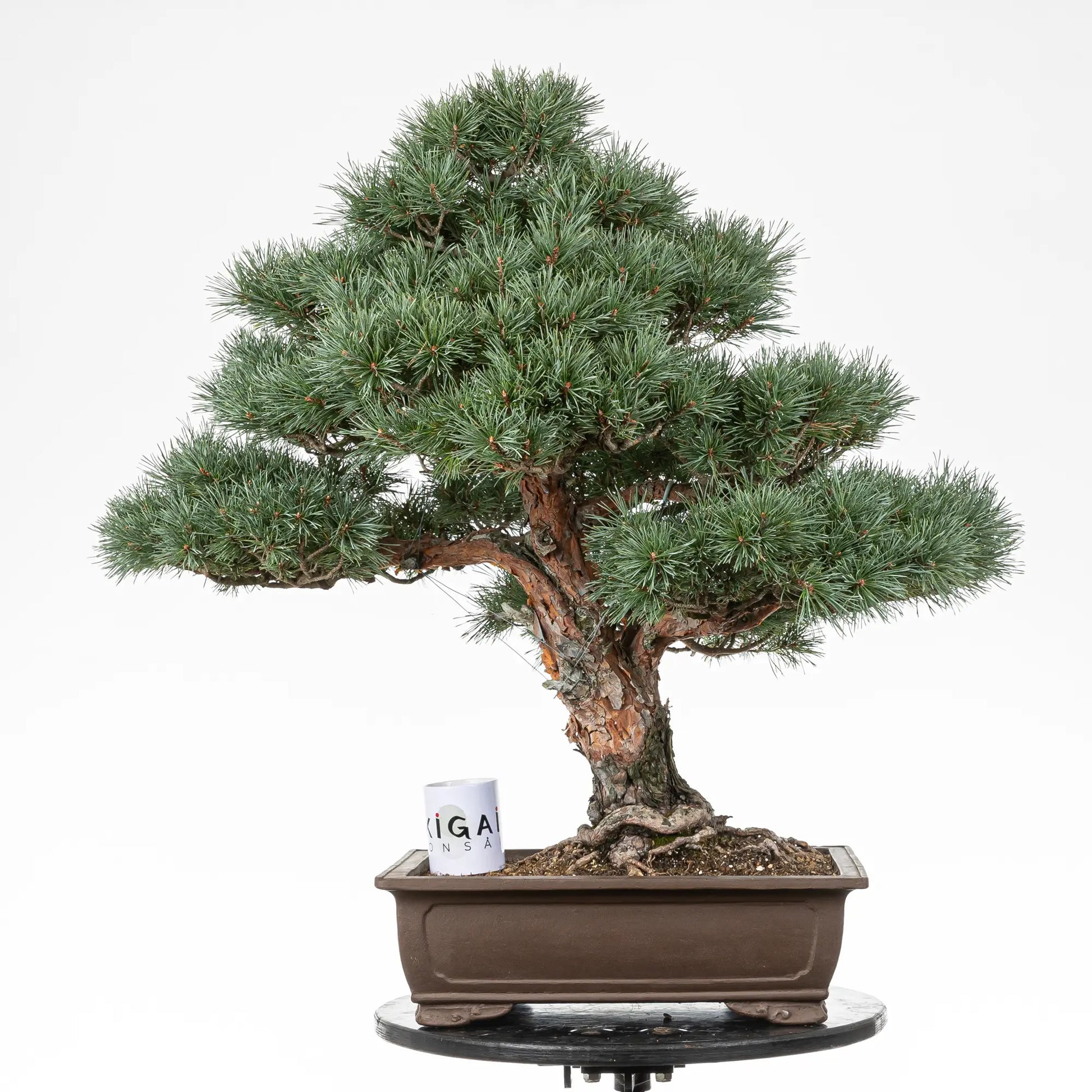 Comparativa de tamaño de bonsai de pino silvestris variedad watereri con una taza de café de la tienda de ikigai bonsai