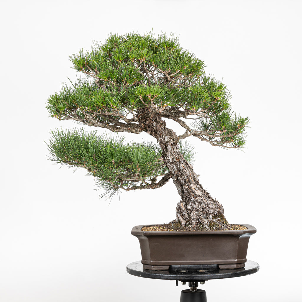 Bonsái - Pino Negro Japonés (Pinus thunbergii) - PTH10101