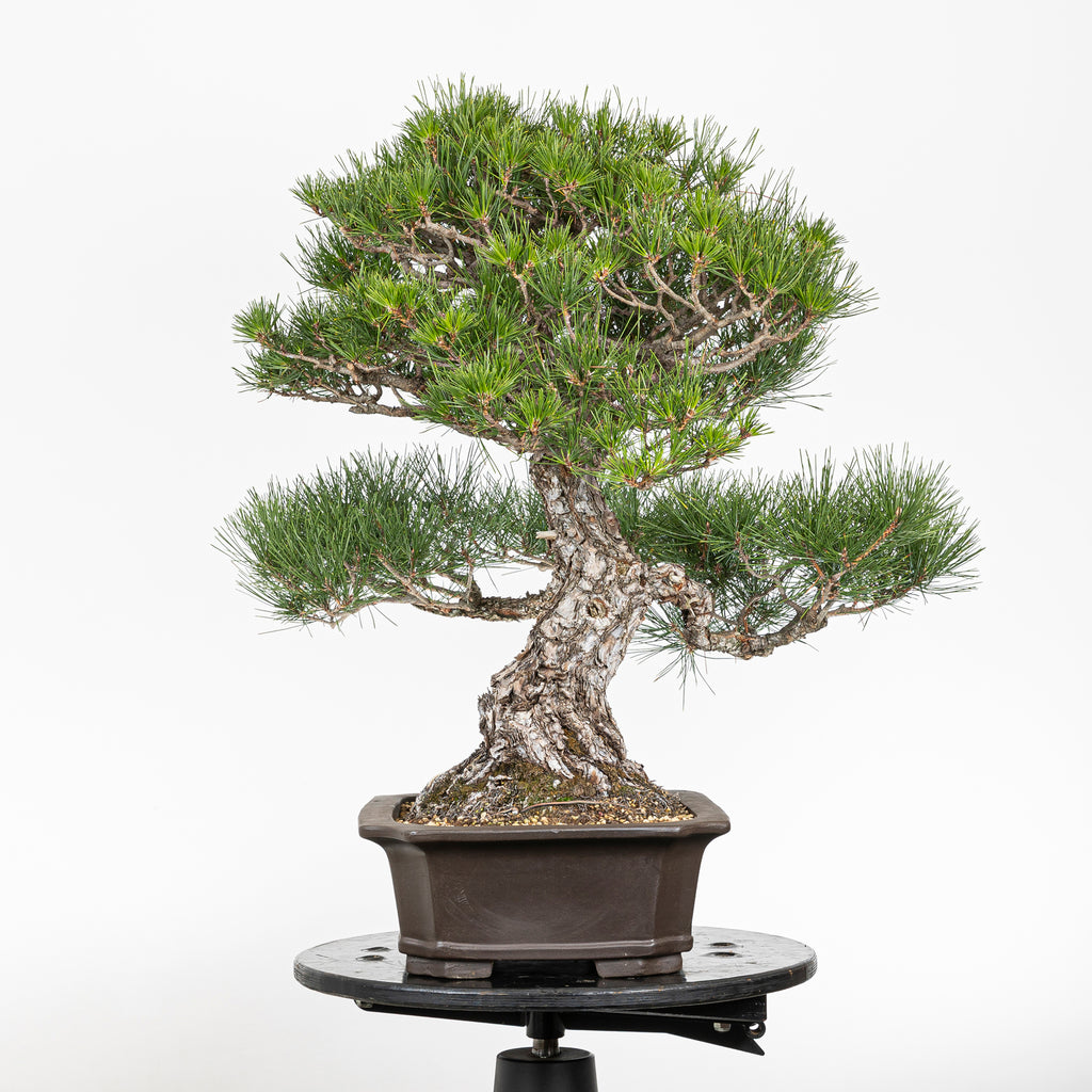 Bonsái - Pino Negro Japonés (Pinus thunbergii) - PTH10101