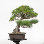 Bonsái - Pino Negro Japonés (Pinus thunbergii) - PTH10101