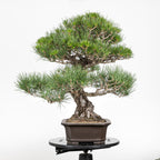 Bonsái - Pino Negro Japonés (Pinus thunbergii) - PTH10101