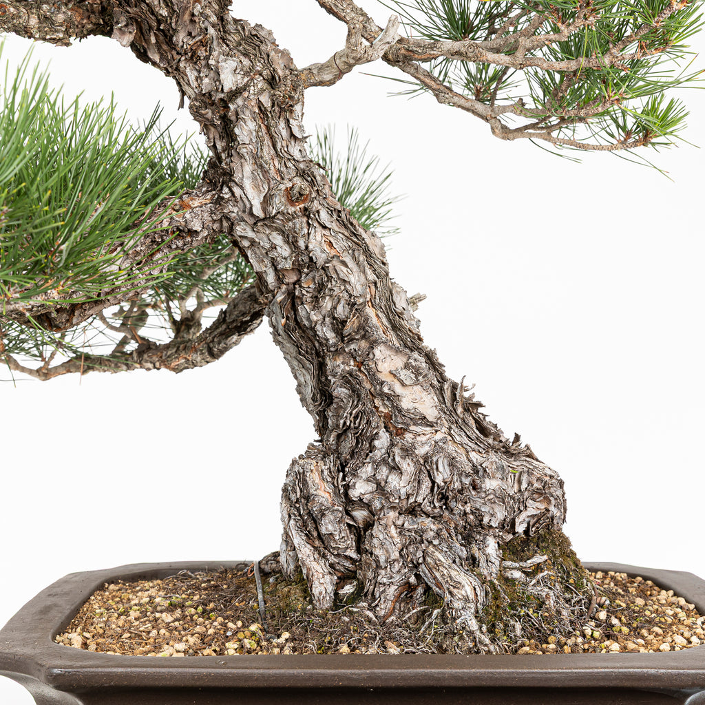 Bonsái - Pino Negro Japonés (Pinus thunbergii) - PTH10101