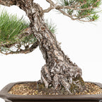 Bonsái - Pino Negro Japonés (Pinus thunbergii) - PTH10101