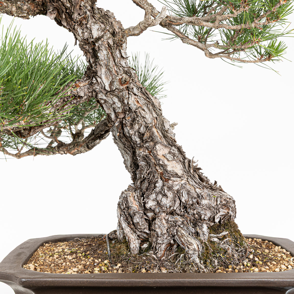 Bonsái - Pino Negro Japonés (Pinus thunbergii) - PTH10101