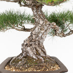 Bonsái - Pino Negro Japonés (Pinus thunbergii) - PTH10101