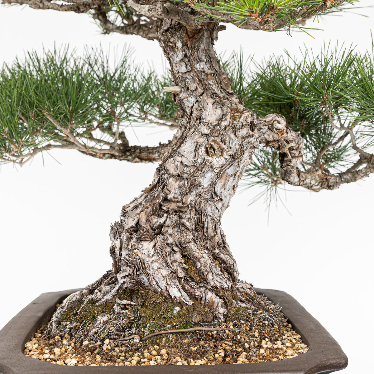 Bonsái - Pino Negro Japonés (Pinus thunbergii) - PTH10101