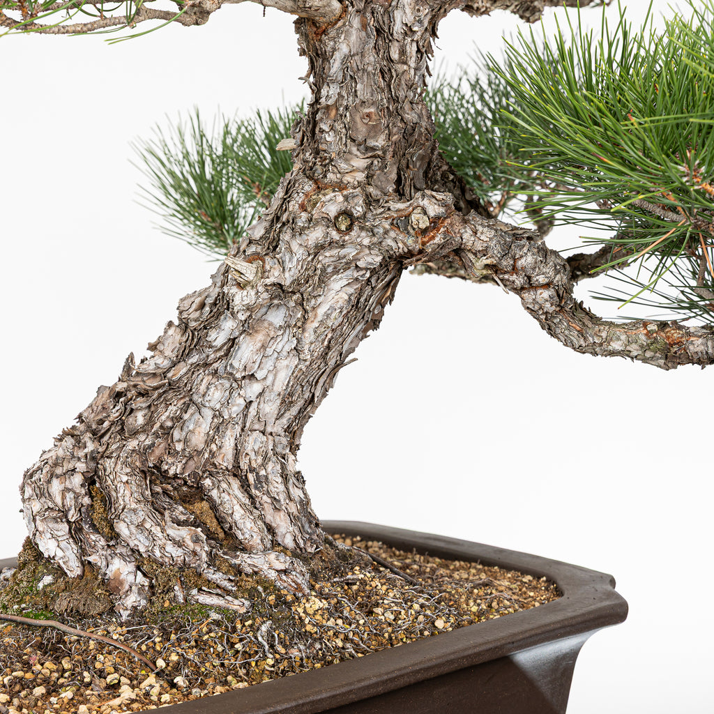 Bonsái - Pino Negro Japonés (Pinus thunbergii) - PTH10101