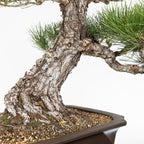 Bonsái - Pino Negro Japonés (Pinus thunbergii) - PTH10101