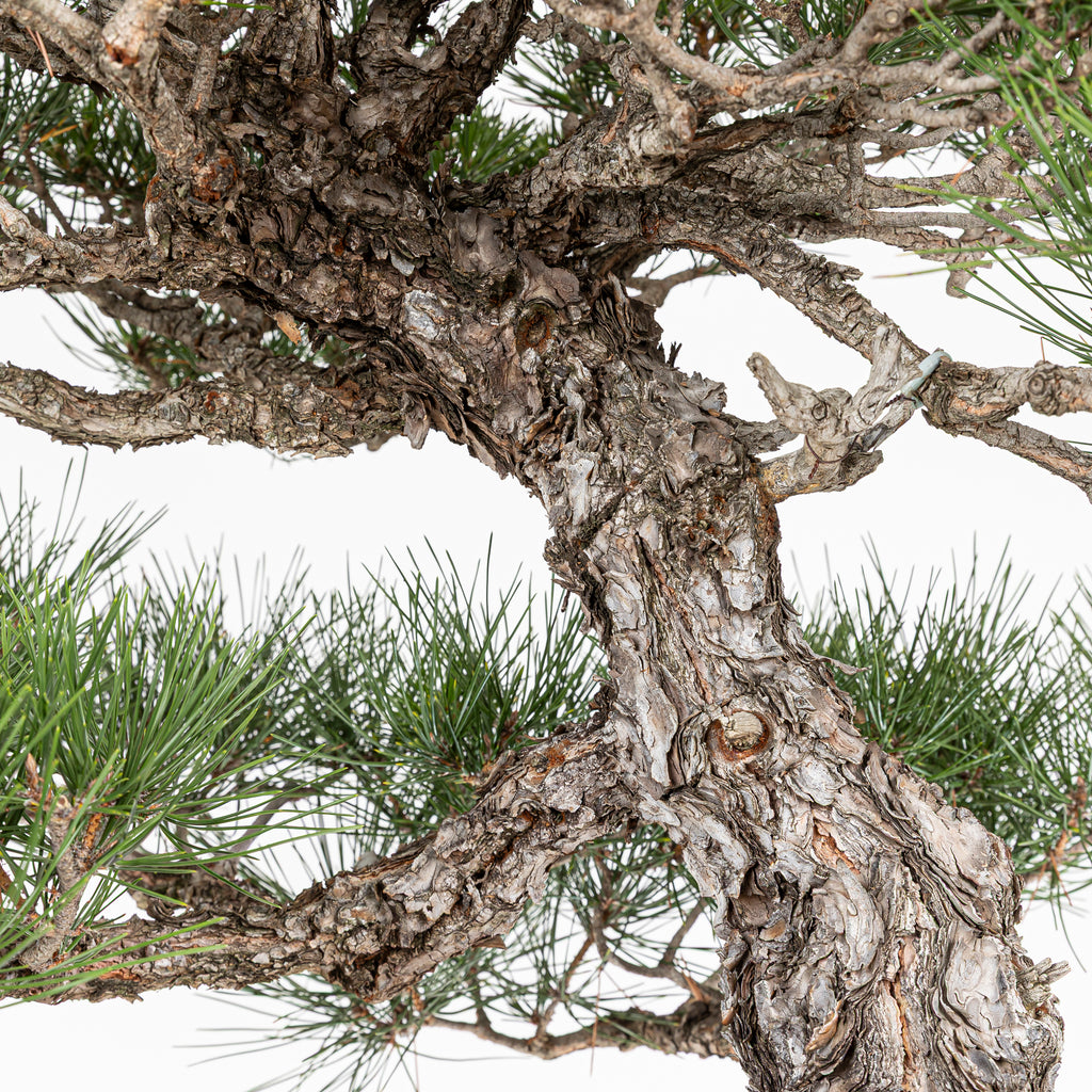 Bonsái - Pino Negro Japonés (Pinus thunbergii) - PTH10101