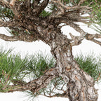 Bonsái - Pino Negro Japonés (Pinus thunbergii) - PTH10101