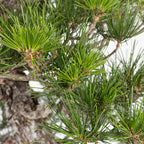 Bonsái - Pino Negro Japonés (Pinus thunbergii) - PTH10101