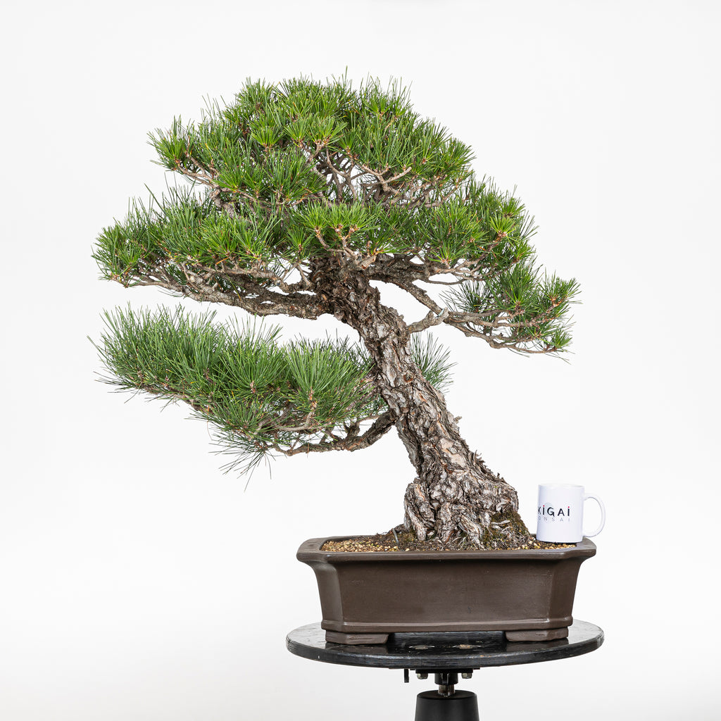 Bonsái - Pino Negro Japonés (Pinus thunbergii) - PTH10101