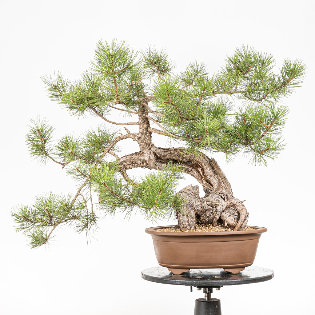 Bonsái - Pino negro (Pinus uncinata) - PU10101