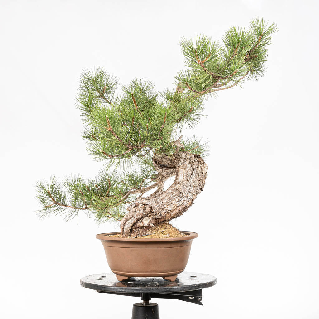 Bonsái - Pino negro (Pinus uncinata) - PU10101
