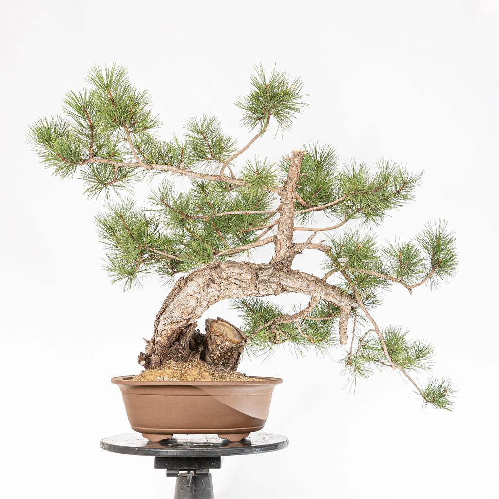Bonsái - Pino negro (Pinus uncinata) - PU10101
