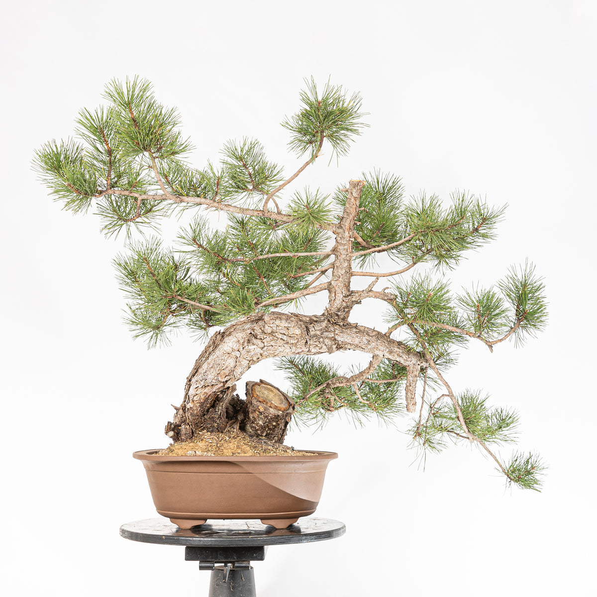 Bonsái - Pino negro (Pinus uncinata) - PU10101