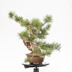 Bonsái - Pino negro (Pinus uncinata) - PU10101